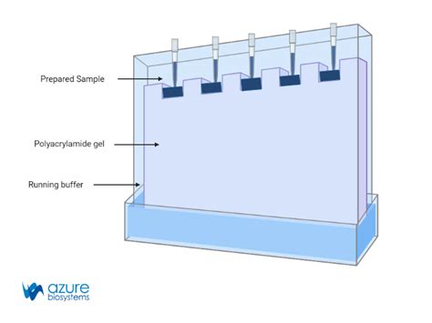 direct loading of gels|Recommended Well Loading Volumes and Sample Loads.